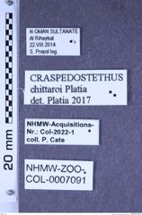 Etiketten zu Craspedostethus chittaroi (Platia, 2012) (NHMW-ZOO-COL-0007091)